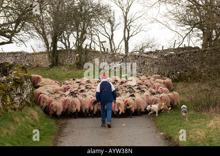 Hirten Schafe nach unten halten Verkehr bis Ravenstonedale Cumbria Feldweg zu Fuß Stockfoto