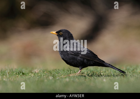 Amsel Turdus Merula auf Rasen niedrigen Winkel geschossen Potton Bedfordshire Stockfoto