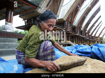 Indonesien: Frau Reinigung Reis vor Tongkonan Häuser (Reis Lagerhallen). Stockfoto