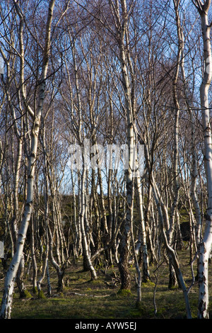 Silver Birch Bäume im Bolehill Wood einen stillgelegten Steinbruch in der Nähe von Grindleford im Peak District Stockfoto