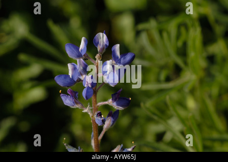 Wilde Blumen Santiago Oaks Regional Park ca Stockfoto