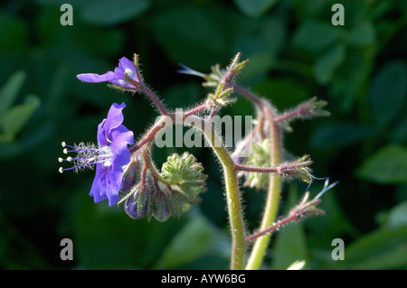 Wilde Blumen Santiago Oaks Regional Park Kalifornien Stockfoto