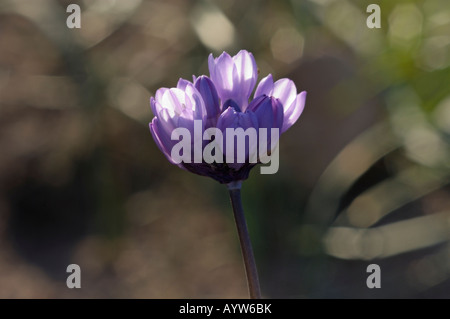 Wilde Blumen Santiago Oaks Regional Park ca Stockfoto