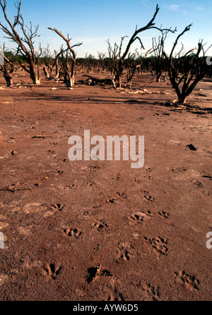 Jaguar-Fußspuren im Chaco-Paraguay. Stockfoto