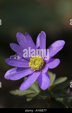 Nahaufnahme von der blauen Blume von einem griechischen Windflower Anemone blanda Stockfoto