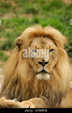 Ein Portrait des afrikanischen Löwen Panthera Leo Krugeri männlichen vertikale Ausrichtung Stockfoto