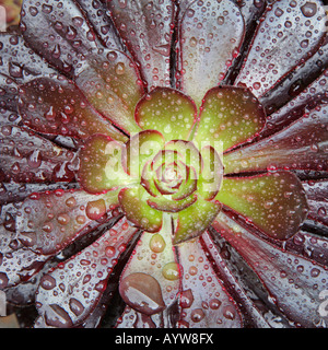 Aeonium Arboreum Var Artopurpureum "Schwarzkopf" oder die schwarzen Baum Aeonium Stockfoto