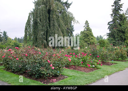 Rosenbusch Stockfoto