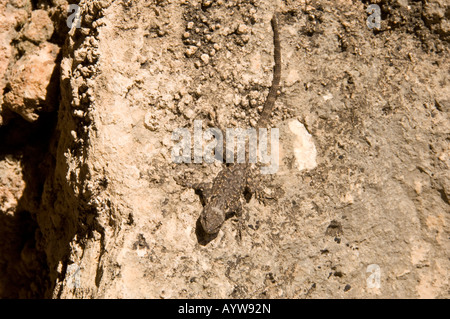 kleinen stacheligen Eidechse auf einem Felsen sonnen sich in Arizona Stockfoto