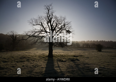 Baum-Silhouette im frühen Morgensonne durchbrechen atmosphärischen Nebel im späten Winterwetter Stockfoto