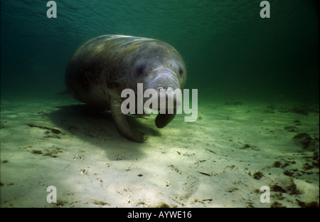 West indian Manatee steht vor der Kamera in das grüne Wasser des unteren Crystal River Florida Fish verbirgt sich unter der Seekuh Stockfoto