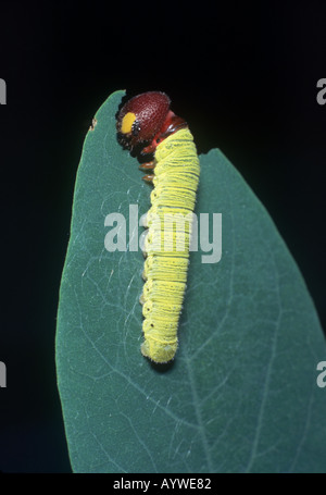Silber getupft Skipper Raupe Essen eine Heuschrecke-Blatt. Stockfoto