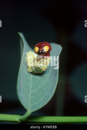 Silber getupft Skipper Raupe Falten eine Heuschrecke Blatt in einem Cacoon mit Seidenfäden gestreckt zwischen den beiden Seiten RI USA Stockfoto