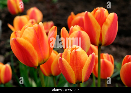 TULIPA APELDOORN ELITE DIV4 Stockfoto