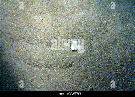 Größere Petermännchen Fisch, Trachinus Draco, versteckt im Sand vergraben. Nur die Augen sichtbar sind. Stockfoto