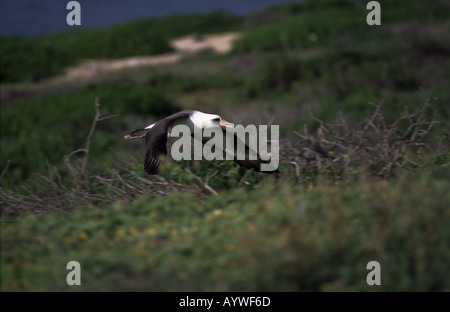 Erwachsenen Laysan Albatros über Brutstätten am Kaena Point Oahu Hawaii Stockfoto