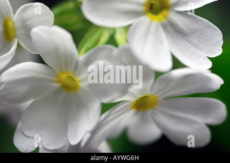 Primula Verbreitungsgebiet Var Alba Trommelstock Primel weiße Blume Closeup Nahaufnahme Makro Stockfoto