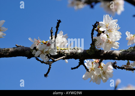 Prunus cv Woodfield Cluster weiße kleine blühende Zierpflanzen Kirschbaum Blumen blühen Stockfoto