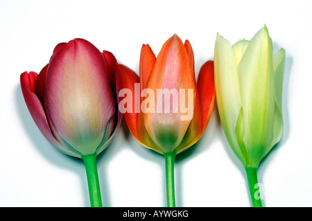 Closeup Nahaufnahme Makroaufnahme aus einer Reihe von zwei rote Tulpe Blumen mit einem weißen am Ende vor einem leeren Hintergrund Stockfoto