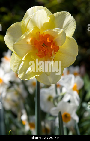 Narzissen im Frühjahr Sonnenlicht Stockfoto