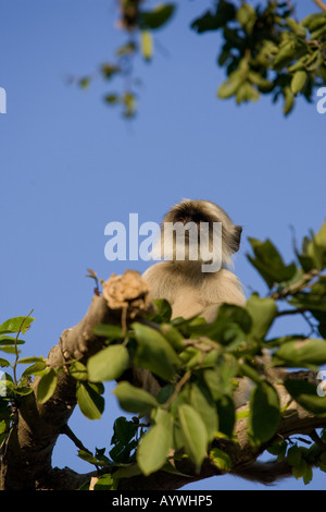 Affe auf einem Baum in Udaipur Rajasthan - Indien Stockfoto