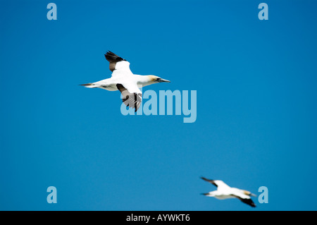 zwei Tölpel fliegen über das Meer in Muriwai Neuseeland Stockfoto