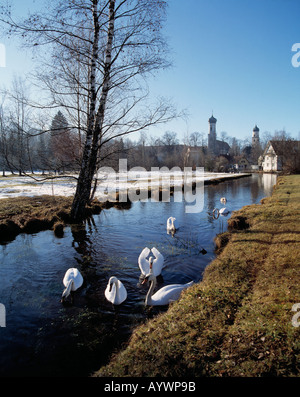 Winterliche Flusslandschaft der Ach Mit Schwaenen, St. Georgkirche Und Nikolaikirche, Isny Im Allgäu, Baden-Württemberg Stockfoto