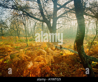 GB NOTTINGHAMSHIRE SHERWOOD FOREST IN DER NÄHE VON EDWINSTOWE Stockfoto