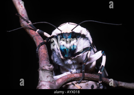 Nahaufnahme der riesige Leopard-Motte zeigt die schillernden blauen Flecken im Gesicht und Beine.  Hypercompe scribonia Stockfoto