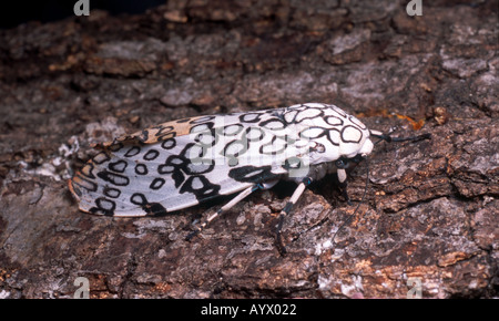 Riesige Leopard-Motte - Hypercompe scribonia Stockfoto