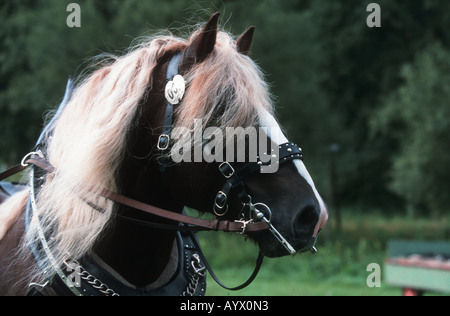 Deutsche Schwarzwälder Heavy Horse Schwarzwälder Fuchs Stockfoto