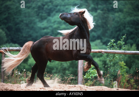Deutsche Schwarzwälder Heavy Horse Schwarzwälder Fuchs Stockfoto