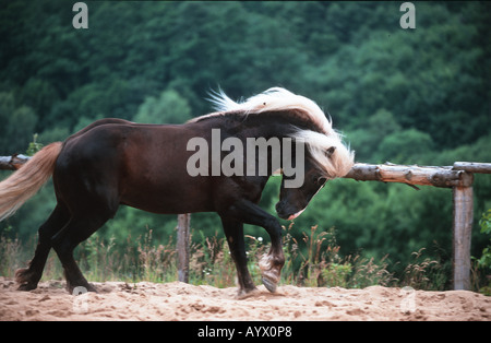 Deutsche Schwarzwälder Heavy Horse Schwarzwälder Fuchs Stockfoto
