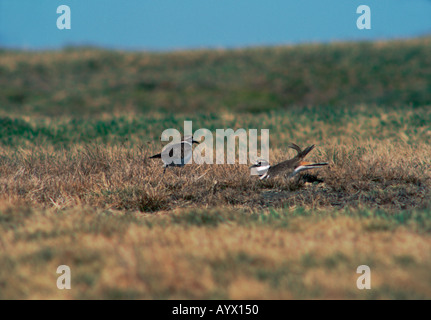 Ein paar Kildeer scouting Nistplätze in einer Wiese an einem windigen Tag Rhode Island USA. Stockfoto