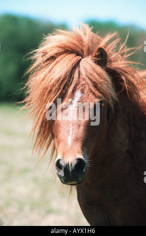 Shetlandpony Stockfoto