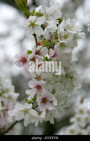 Japanische Kirsche genannt auch Hill Cherry orientalische Kirsche oder ostasiatische Kirsche Prunus Serrulata Hatazakura Stockfoto