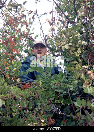 Young-Gardner, hoch in ein Johannisbrotbaum, Andalusien, Spanien, Stockfoto