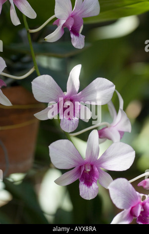 Dendrobium Orchidee Silver Bells Stockfoto