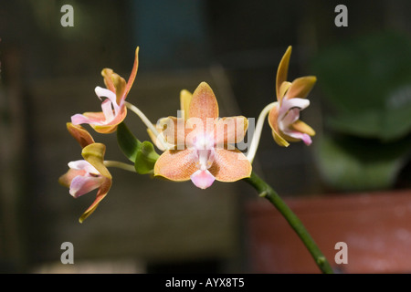 Phalaenopsis Kuntrarti Rarashati 'Copperstate' Orchidaceae in Süd-Texas botanischen Gärten Corpus Christi Texas TX USA Stockfoto