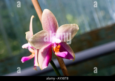 Phalaenopsis Orchideen Orchidaceae in South Texas Botanical Gardens Corpus Christi Texas TX USA Stockfoto