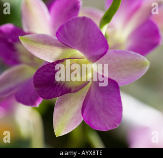 Dendrobium Orchidee silbernen Glocken Orchideen Orchidaceae in South Texas Botanical Gardens Corpus Christi Texas TX USA Stockfoto