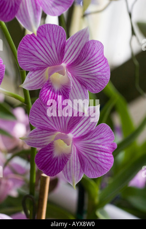 Dendrobium Orchidee silbernen Glocken Orchideen Orchidaceae in South Texas Botanical Gardens Corpus Christi Texas TX USA Stockfoto