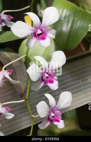 Dendrobium Orchidee silbernen Glocken Orchidaceae in South Texas Botanical Gardens Corpus Christi Texas TX USA Stockfoto