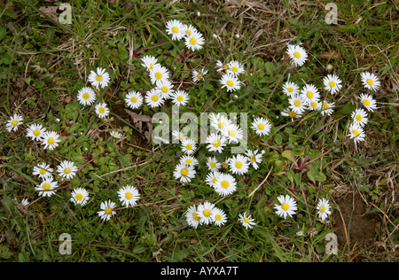 Gemeinsamen Daisy, Lawn Daisy oder Englisch Gänseblümchen, Bellis Perennis, Asteraceae Stockfoto