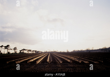 Kartoffelernte, Ramsholt, Suffolk, Großbritannien. Stockfoto