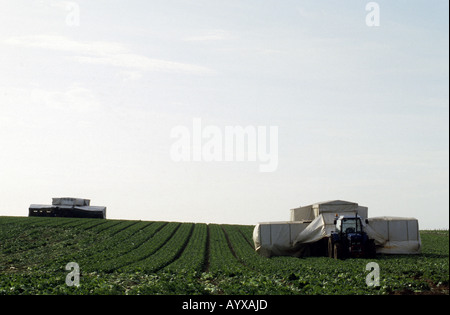 Kohl geerntet auf einer Farm in Hollesley, Suffolk, UK. Stockfoto