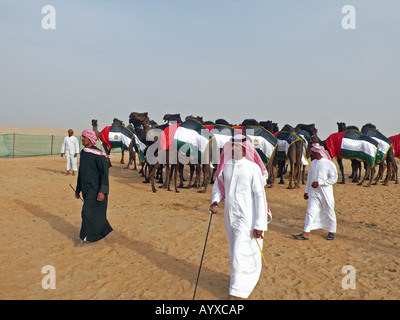 Eine Kamelherde mit der Flagge der VAE beim Kamelfest Mazayin Dhafra (Al Dhafra) in der Wüste bei Madinat Zayed, Abu Dhabi, VAE. Stockfoto