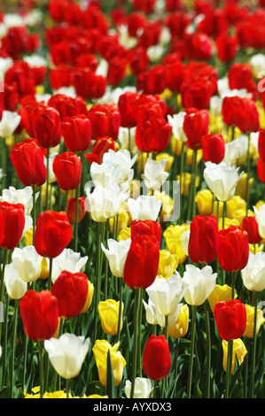 Tulpen rot gelb weiss Portrait vertikal Stockfoto