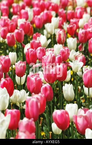 Rosa und weiße Tulpen Stockfoto