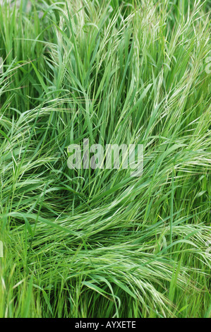 Wild Oats wachsen neben Straße Australien Stockfoto